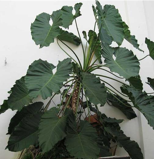 十大可祛除甲醛的植物,常春藤適應性強,蘆薈可以解毒