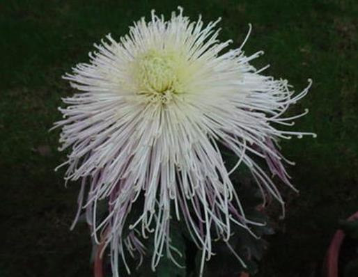 菊花十大常見品種大全,綠牡丹花色碧綠如玉,綠云仙氣十足