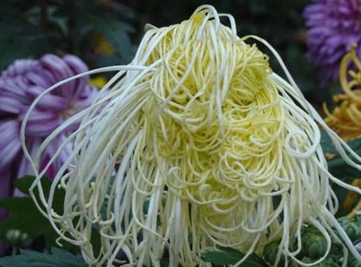 菊花十大常見品種大全,綠牡丹花色碧綠如玉,綠云仙氣十足