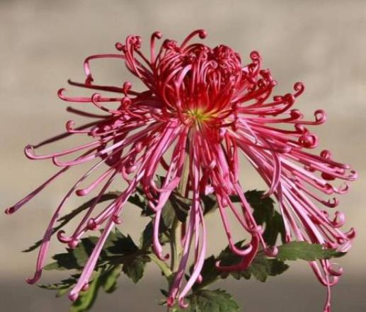 菊花十大常見品種大全,綠牡丹花色碧綠如玉,綠云仙氣十足