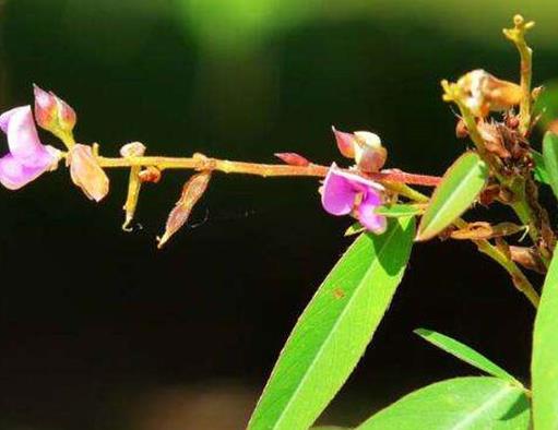 世界上最有趣的植物排名,面包樹(shù)營(yíng)養(yǎng)豐富,生石花圓潤(rùn)好看