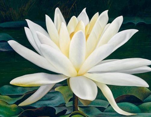 世界上最美麗的10種花,玫瑰代表愛情,鈴蘭別稱“夫人的眼淚”