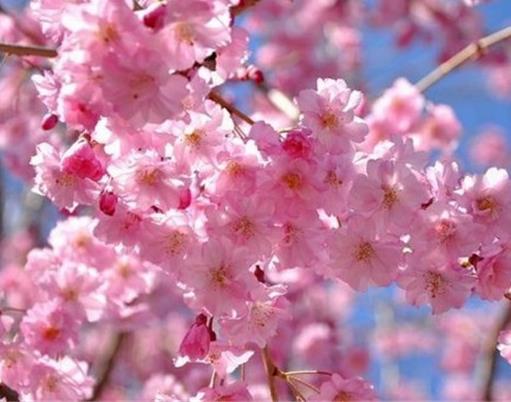 世界上最美麗的10種花,玫瑰代表愛情,鈴蘭別稱“夫人的眼淚”