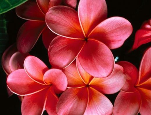 世界上最美麗的10種花,玫瑰代表愛情,鈴蘭別稱“夫人的眼淚”