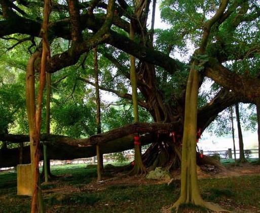 世界上最有趣的植物排名,面包樹(shù)營(yíng)養(yǎng)豐富,生石花圓潤(rùn)好看