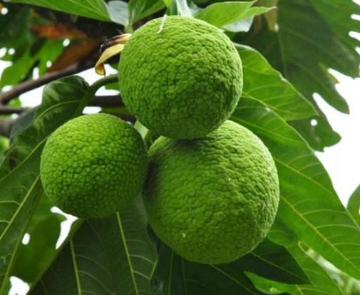 世界上最有趣的植物排名,面包樹(shù)營(yíng)養(yǎng)豐富,生石花圓潤(rùn)好看