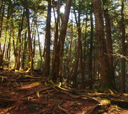 地球上最神秘的地方排行,巴西羅賴馬山、南極麥克默多干谷不同尋常