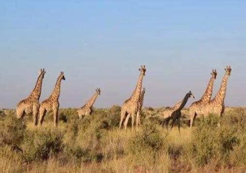 世界十大最佳動物園排行,奧馬哈動物園、惠靈頓動物園很不錯