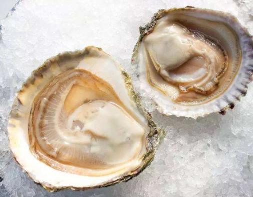 全球最頂級5大海鮮,藍龍蝦價格昂貴、法國貝隆生蠔肥美鮮嫩