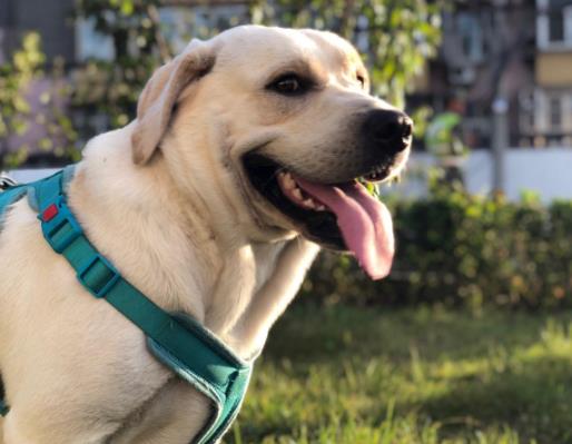 全球最常用工作犬排名,德國(guó)牧羊犬服從性好,金毛追蹤能力強(qiáng)