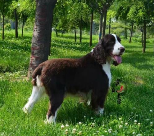 十大搜救犬品種排名,德國牧羊犬敏捷好動、邊境牧羊犬智商高