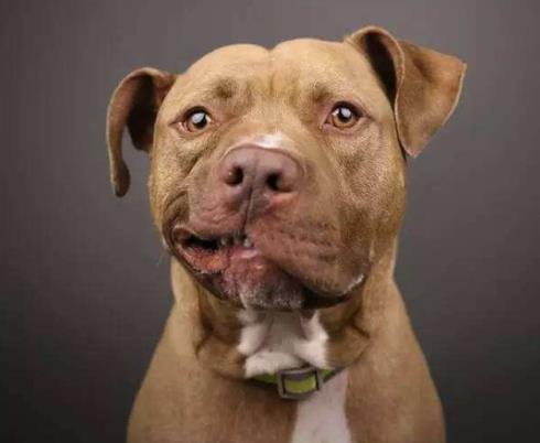 全球十大獵犬排行榜,比特犬殺傷力大、高加索犬咬合力強