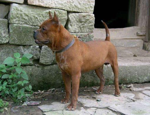 全球十大獵犬排行榜,比特犬殺傷力大、高加索犬咬合力強