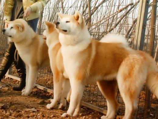 世界上最貴的十種狗,捷克狼犬體型似狼、藏獒領地意識強