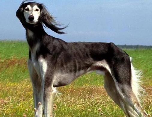 世界上最貴的十種狗,捷克狼犬體型似狼、藏獒領地意識強