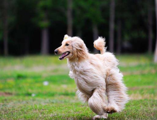 全球十大獵犬排行榜,比特犬殺傷力大、高加索犬咬合力強