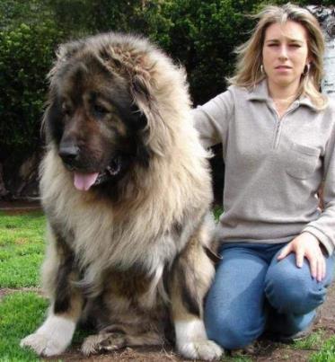 全球十大獵犬排行榜,比特犬殺傷力大、高加索犬咬合力強