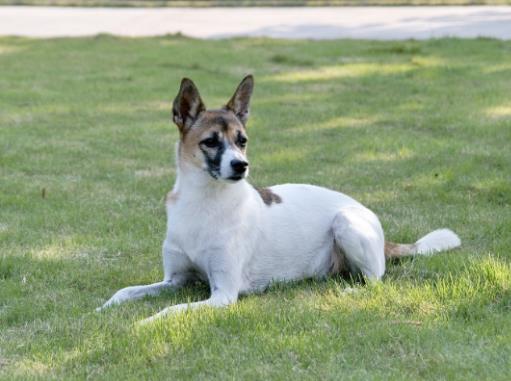 十大搜救犬品種排名,德國牧羊犬敏捷好動、邊境牧羊犬智商高