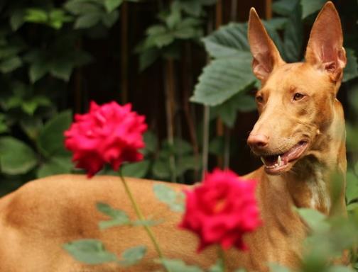 世界上最貴的十種狗,捷克狼犬體型似狼、藏獒領地意識強