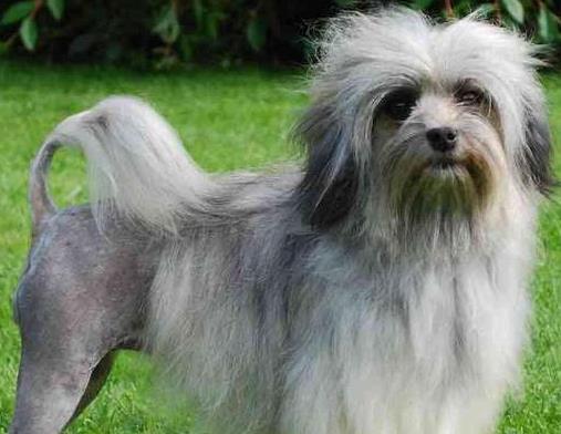 世界上最貴的十種狗,捷克狼犬體型似狼、藏獒領地意識強