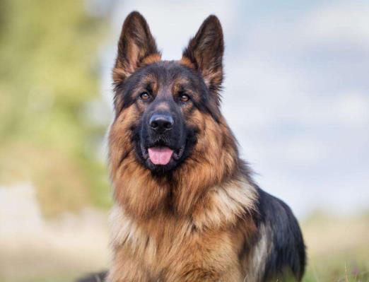全球十大獵犬排行榜,比特犬殺傷力大、高加索犬咬合力強