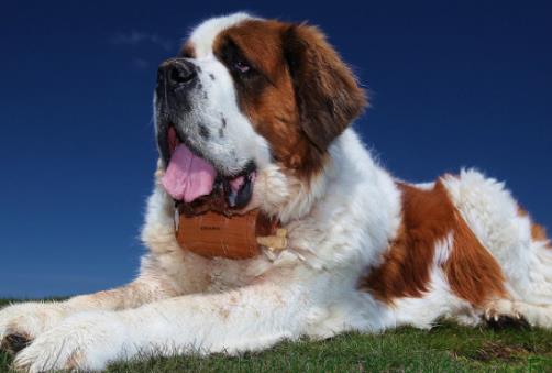 十大搜救犬品種排名,德國牧羊犬敏捷好動、邊境牧羊犬智商高