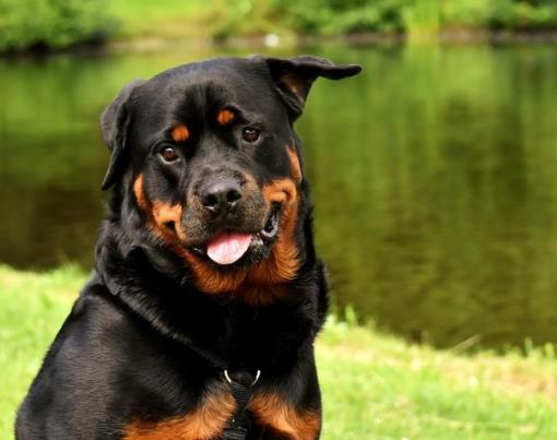 全球十大獵犬排行榜,比特犬殺傷力大、高加索犬咬合力強