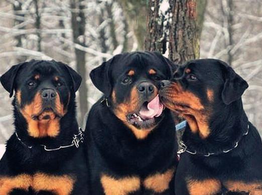 世界上最貴的十種狗,捷克狼犬體型似狼、藏獒領地意識強