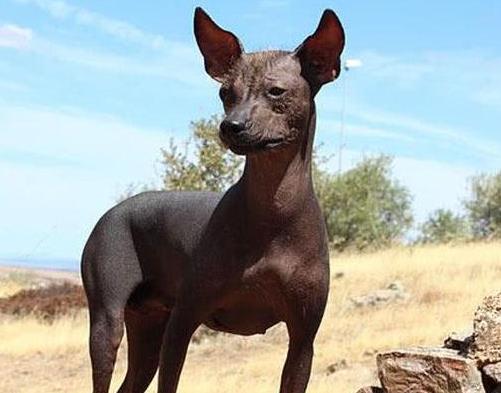 世界上最貴的十種狗,捷克狼犬體型似狼、藏獒領地意識強