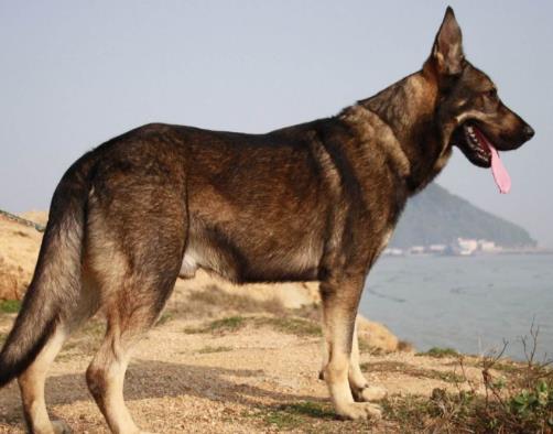 十大搜救犬品種排名,德國牧羊犬敏捷好動、邊境牧羊犬智商高
