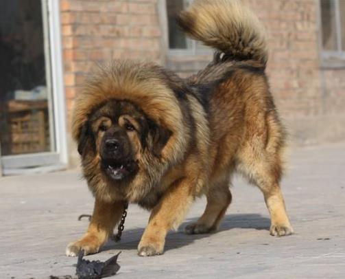 全球十大獵犬排行榜,比特犬殺傷力大、高加索犬咬合力強