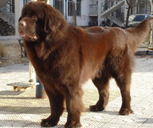 十大搜救犬品種排名,德國牧羊犬敏捷好動、邊境牧羊犬智商高