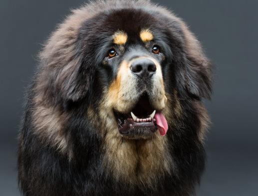 世界上最貴的十種狗,捷克狼犬體型似狼、藏獒領地意識強