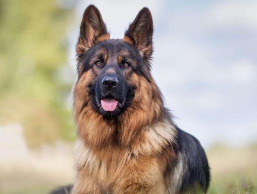 全球最常用工作犬排名,德國(guó)牧羊犬服從性好,金毛追蹤能力強(qiáng)