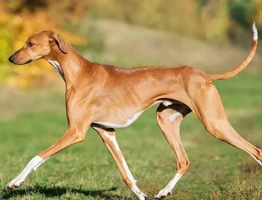 世界上最貴的十種狗,捷克狼犬體型似狼、藏獒領地意識強