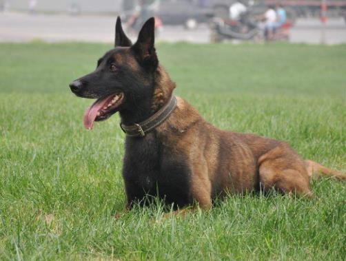 十大搜救犬品種排名,德國牧羊犬敏捷好動、邊境牧羊犬智商高