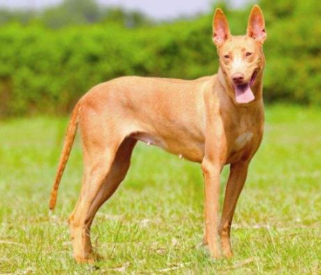 全球十大獵犬排行榜,比特犬殺傷力大、高加索犬咬合力強