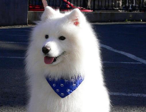 世界上最貴的十種狗,捷克狼犬體型似狼、藏獒領地意識強