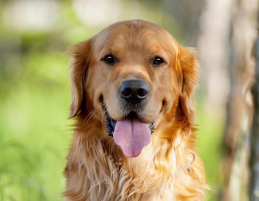 全球最常用工作犬排名,德國(guó)牧羊犬服從性好,金毛追蹤能力強(qiáng)