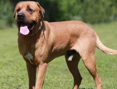 全球十大獵犬排行榜,比特犬殺傷力大、高加索犬咬合力強