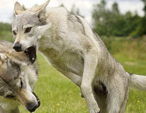 世界上最貴的十種狗,捷克狼犬體型似狼、藏獒領地意識強
