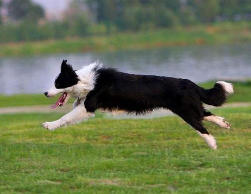 全球最常用工作犬排名,德國(guó)牧羊犬服從性好,金毛追蹤能力強(qiáng)