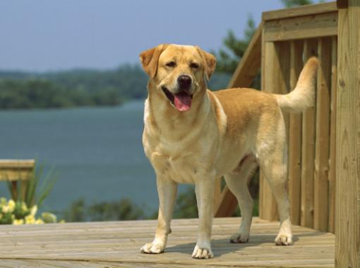 十大搜救犬品種排名,德國牧羊犬敏捷好動、邊境牧羊犬智商高