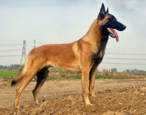 全球十大獵犬排行榜,比特犬殺傷力大、高加索犬咬合力強