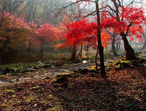 濟南十大最受歡迎景點排名,大明湖景區(qū)、趵突泉景區(qū)都是熱門景點