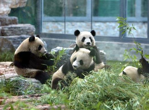 中國十大最受歡迎動物園,廣州長隆野生動物世界、上海野生動物園受歡迎