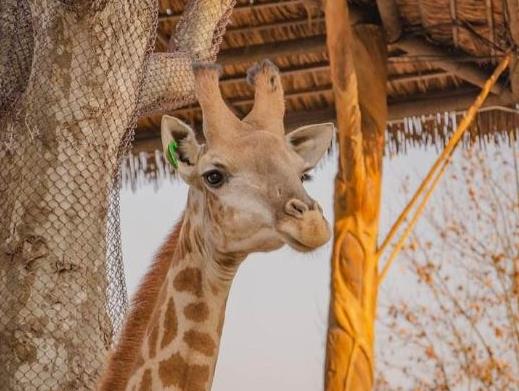 中國十大最受歡迎動物園,廣州長隆野生動物世界、上海野生動物園受歡迎