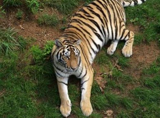 中國十大最受歡迎動物園,廣州長隆野生動物世界、上海野生動物園受歡迎