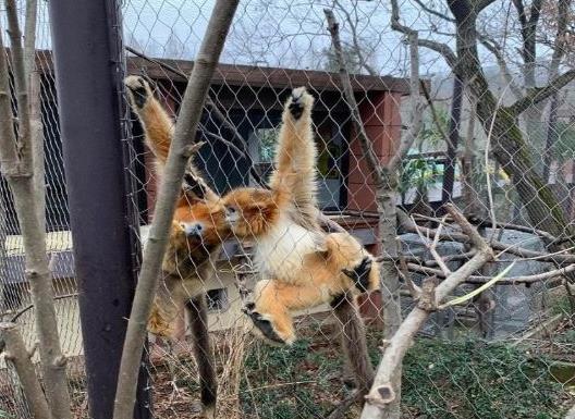 中國十大最受歡迎動物園,廣州長隆野生動物世界、上海野生動物園受歡迎