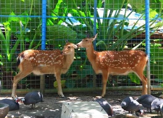 中國十大最受歡迎動物園,廣州長隆野生動物世界、上海野生動物園受歡迎